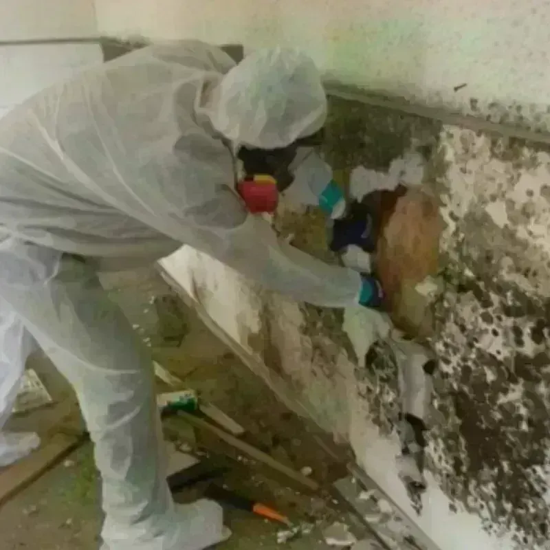 Mold Remediation and Removal in Pleasanton, KS